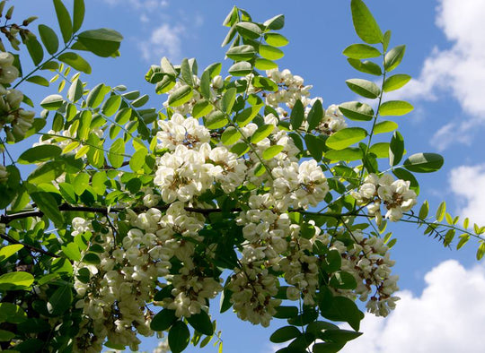 La fleur du mois : l'acacia